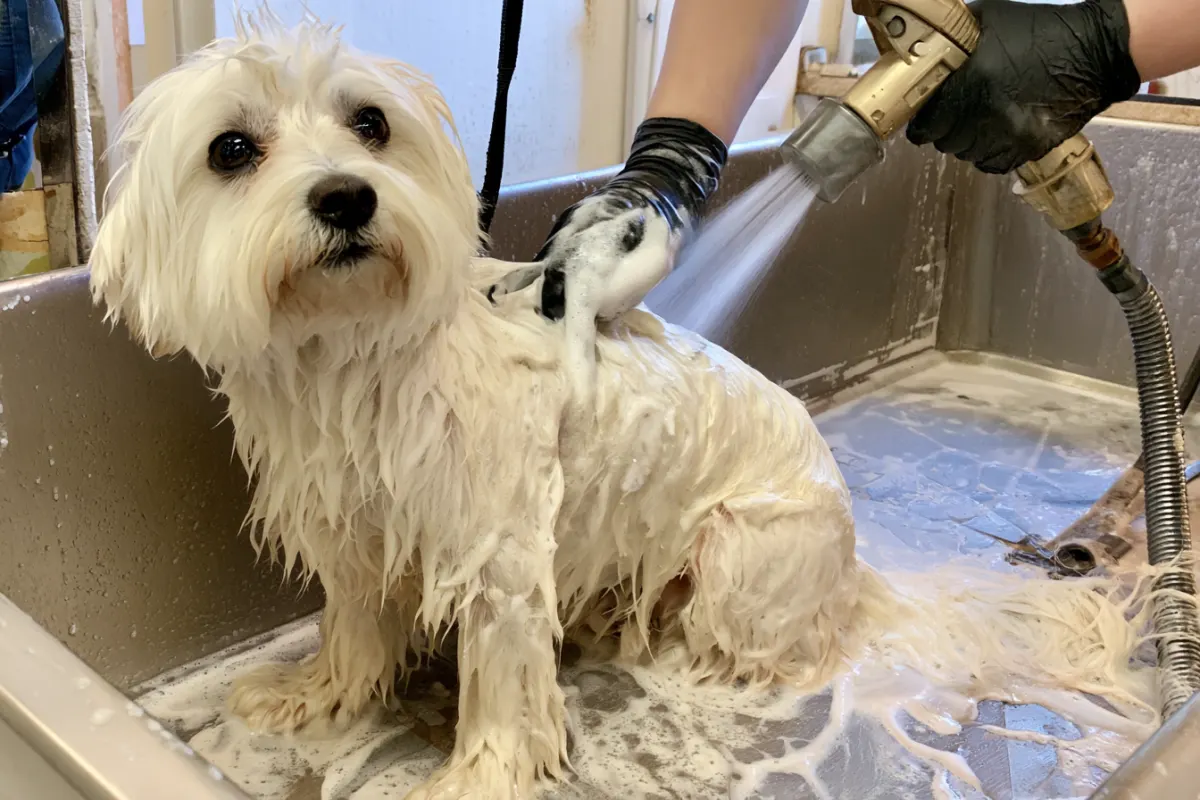 A small white dog in a soapy grooming tub